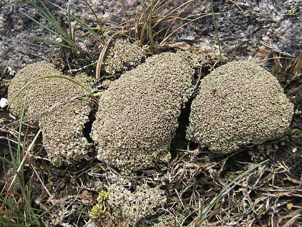 Lecanorales spec1 ? \ Flechte / Lichen, S Bovallstrand, Val&ouml;n 10.8.2010