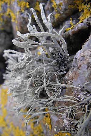Cladonia uncialis \ Zahnf&ouml;rmige Cladonie, Igel-Cladonie / Cup Lichen, S Kullaberg 13.8.2009