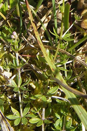Galium oelandicum \ Niederes Labkraut / �land Bedstraw, S &Ouml;land, Stora Alvaret, M&ouml;ckel Mossen 8.8.2009