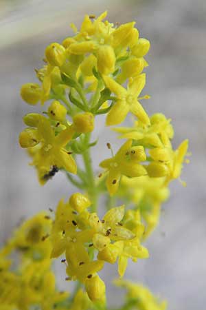 Galium verum \ Echtes Labkraut / Lady's Bedstraw, S Ystad 6.8.2009