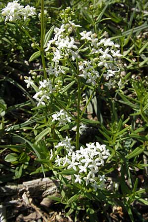 Galium boreale \ Nordisches Labkraut / Northern Bedstraw, S Öland, Stora Alvaret, Möckel Mossen 8.8.2009