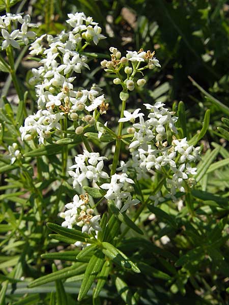 Galium boreale \ Nordisches Labkraut / Northern Bedstraw, S Öland, Stora Alvaret, Möckel Mossen 8.8.2009