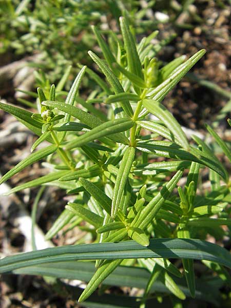 Galium boreale \ Nordisches Labkraut / Northern Bedstraw, S Öland, Stora Alvaret, Möckel Mossen 8.8.2009