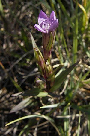Gentianella uliginosa \ Sumpf-Kranzenzian / Dune Gentian, S Öland, Stora Alvaret, Möckel Mossen 8.8.2009
