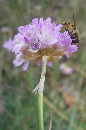 Armeria maritima subsp. maritima \ Strand-Grasnelke / Thrift, Sea Pink, S Beddinge Strand 5.8.2009