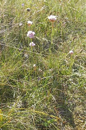 Armeria maritima subsp. maritima \ Strand-Grasnelke / Thrift, Sea Pink, S Beddinge Strand 5.8.2009