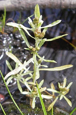 Gnaphalium uliginosum \ Sumpf-Ruhrkraut / Marsh Cudweed, S Vänersborg 12.8.2010