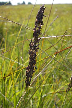 Molinia caerulea \ Pfeifengras / Moor Grass, S Öland, Stora Alvaret, Möckel Mossen 8.8.2009