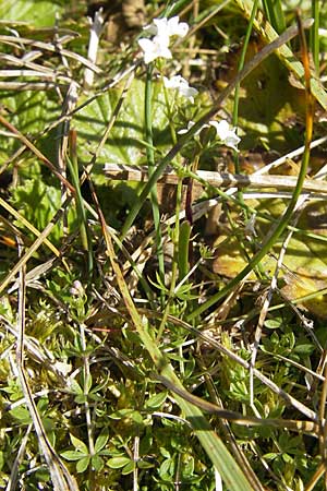 Galium oelandicum \ Niederes Labkraut / �land Bedstraw, S &Ouml;land, Stora Alvaret, M&ouml;ckel Mossen 8.8.2009