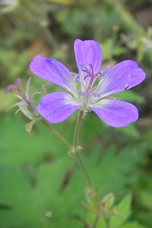 Geranium sylvaticum \ Wald-Storchschnabel / Wood Crane's-Bill, S Västers Ängsö 29.8.2010