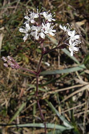 Gypsophila fastigiata \ Bschel-Gipskraut / Gypsophila, S Öland, Stora Alvaret, Möckel Mossen 8.8.2009