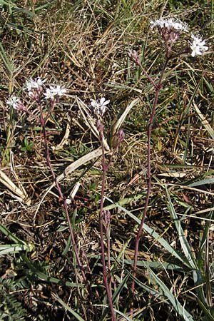 Gypsophila fastigiata \ Bschel-Gipskraut / Gypsophila, S Öland, Stora Alvaret, Möckel Mossen 8.8.2009