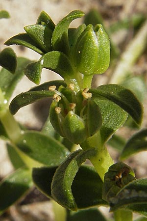 Honckenya peploides \ Salz-Miere / Sea Sandwort, S Öland, Böda Strand 9.8.2009
