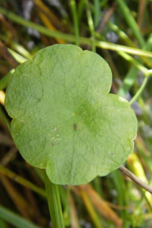 Hydrocotyle vulgaris \ Gewhnlicher Wassernabel / Marsh Pennywort, S Torekov 3.8.2010