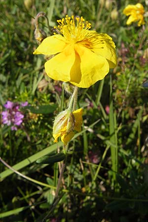 Helianthemum oelandicum \ land-Sonnenrschen / Oland Rock-Rose, S Öland, Stora Alvaret 8.8.2009