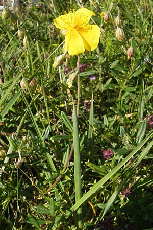 Helianthemum oelandicum \ land-Sonnenrschen / Oland Rock-Rose, S Öland, Stora Alvaret 8.8.2009