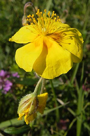 Helianthemum oelandicum \ land-Sonnenrschen / Oland Rock-Rose, S Öland, Stora Alvaret 8.8.2009
