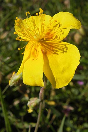Helianthemum oelandicum \ land-Sonnenrschen / Oland Rock-Rose, S Öland, Stora Alvaret 8.8.2009
