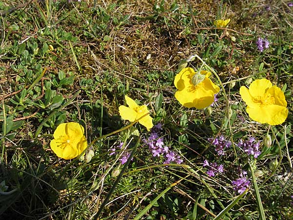 Helianthemum oelandicum \ land-Sonnenrschen / Oland Rock-Rose, S Öland, Stora Alvaret 8.8.2009