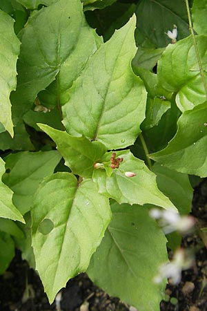 Circaea x intermedia \ Mittleres Hexenkraut / Upland Enchanter's Nightshade, S Helsingborg 2.8.2010