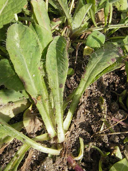 Hieracium floribundum \ Reichbltiges Habichtskraut / Early Devil Hawkweed, Pale Hawkweed, S Botan. Gar.  Universit.  Uppsala 28.8.2010