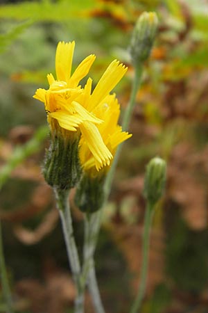 Hieracium laevigatum \ Glattes Habichtskraut / Smooth Hawkweed, S Smland, Grönsen 10.8.2009
