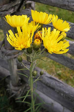 Hieracium umbellatum \ Doldiges Habichtskraut / Narrow-Leaved Hawkweed, S Smland, Kvilleken 11.8.2009