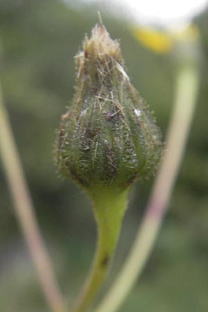 Hieracium laevigatum \ Glattes Habichtskraut / Smooth Hawkweed, S Vänersborg 12.8.2010