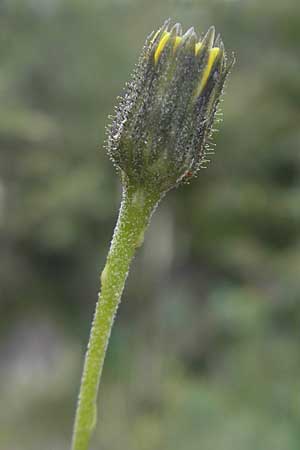 Hieracium laevigatum \ Glattes Habichtskraut / Smooth Hawkweed, S Vänersborg 12.8.2010