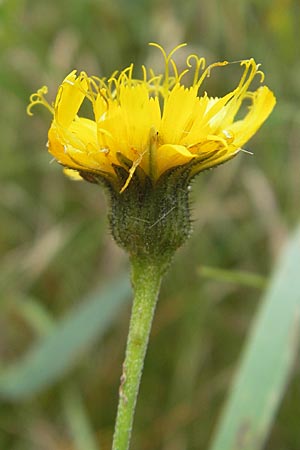 Hieracium laevigatum \ Glattes Habichtskraut / Smooth Hawkweed, S Vänersborg 12.8.2010