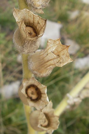 Hyoscyamus niger \ Schwarzes Bilsenkraut / Henbane, S Torekov 3.8.2010