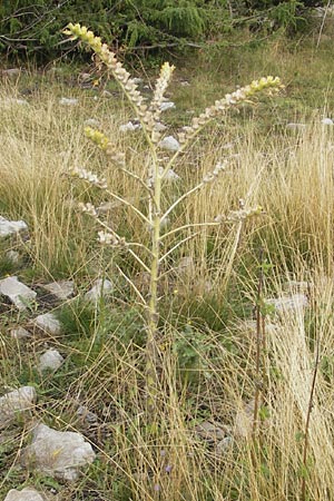Hyoscyamus niger \ Schwarzes Bilsenkraut / Henbane, S Torekov 3.8.2010