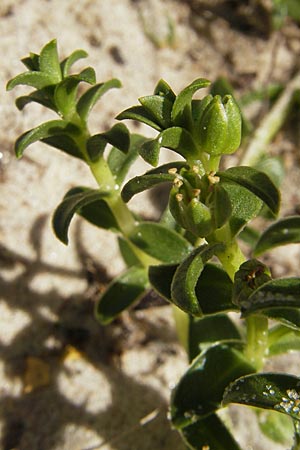 Honckenya peploides \ Salz-Miere / Sea Sandwort, S Öland, Böda Strand 9.8.2009