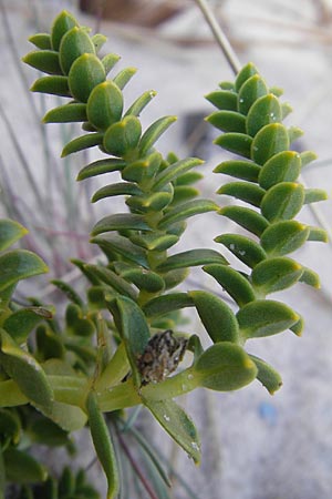Honckenya peploides \ Salz-Miere / Sea Sandwort, S Öland, Böda Strand 9.8.2009