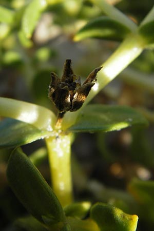 Honckenya peploides \ Salz-Miere / Sea Sandwort, S Öland, Böda Strand 9.8.2009
