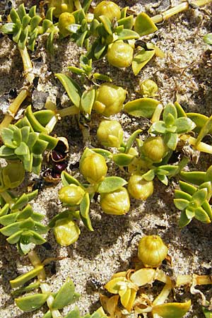 Honckenya peploides \ Salz-Miere / Sea Sandwort, S Varberg 4.8.2010