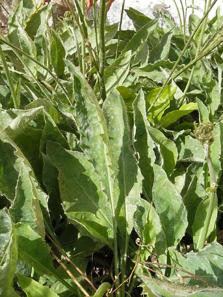 Hieracium prasiophaeum \ Lauchgr&uuml;nliches Fr&uuml;hes Habichtskraut / Early Hawkweed, S Botan. Gar.  Universit.  Uppsala 28.8.2010