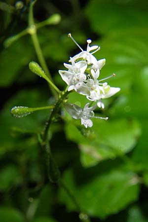 Circaea alpina \ Alpen-Hexenkraut / Alpine Enchanter's Nightshade, Small Enchanter's Nightshade, S Norra Kvill 11.8.2009