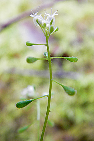 Circaea alpina \ Alpen-Hexenkraut / Alpine Enchanter's Nightshade, Small Enchanter's Nightshade, S Norra Kvill 11.8.2009