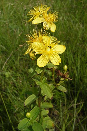 Hypericum tetrapterum \ Geflgeltes Johanniskraut, Flgel-Johanniskraut / Square-Stalked St. John's-Wort, S Vänersborg 12.8.2010