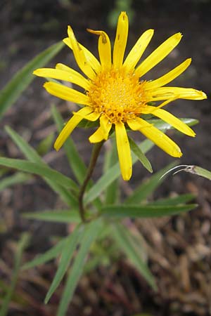 Pentanema ensifolium \ Schwertblttriger Alant, Zwerg-Alant / Swordleaf Inula, S Västers 29.8.2010
