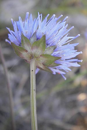 Jasione montana \ Berg-Sandglckchen, Schaf-Rapunzel / Sheep's Bit, S Beddinge Strand 5.8.2009