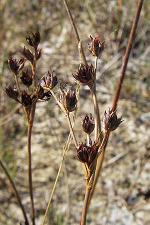 Juncus articulatus \ Glieder-Binse, Glanzfrchtige Binse / Jointlead Rush, S Öland, Stora Alvaret, Möckel Mossen 8.8.2009
