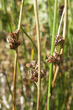 Juncus arcticus \ Arktische Binse / Arctic Rush, S Botan. Gar.  Universit.  Uppsala 28.8.2010