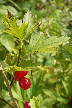 Ribes spicatum \ hrige Johannisbeere / Downy Currant, Wild Currant, S Lidköping, Kinnekulle 12.8.2010