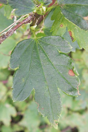 Ribes spicatum \ hrige Johannisbeere / Downy Currant, Wild Currant, S Lidköping, Kinnekulle 12.8.2010