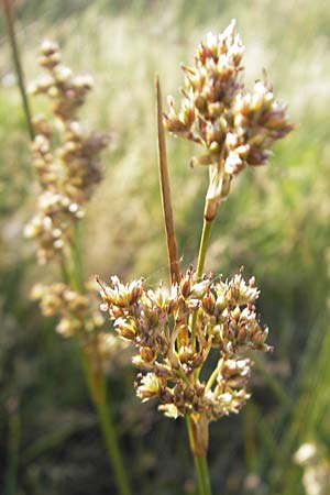 Juncus effusus \ Flatter-Binse / Soft Rush, S Öland, Trollskogen 9.8.2009