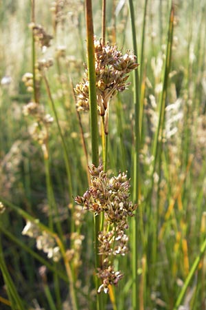 Juncus effusus \ Flatter-Binse / Soft Rush, S Öland, Trollskogen 9.8.2009