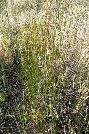 Juncus effusus \ Flatter-Binse / Soft Rush, S Öland, Trollskogen 9.8.2009