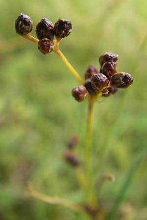 Juncus gerardii \ Bodden-Binse, Salz-Binse / Saltmeadow Rush, S Torekov 3.8.2010